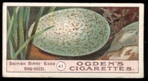 Tobacco Card, Ogdens, BIRDS EGGS, 1904, Ring Ouzel, #41