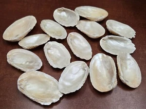 15 PCS UNPOLISHED TOAD SKIN MOTHER OF PEARL OYSTER SHELL CRAFT 2" - 3" #9087 - Picture 1 of 2