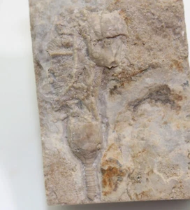 Crinoiden, Dichocrinus multiplex, Mississippian, Gilmore City, Iowa, USA -b143 - Picture 1 of 4