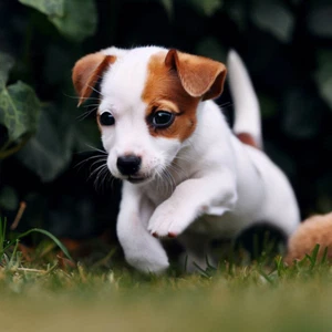 Jack Russell Puppy. Cute Colourful.  Folded Greeting Card, Blank & envelope. New - Picture 1 of 2