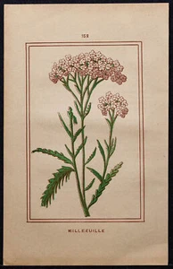 1886 - Millefeuille - Botanique - Plante médicinale en couleur - Fleurs - Imagen 1 de 3
