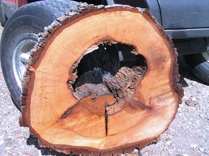 Live Edge Pecan Rundholzplatte, Tisch, Holzbearbeitung, Schilder, 22 - Bild 1 von 9