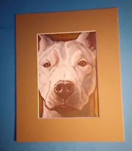Stampa 8"" x 10"" opaco 5"" x 7"" ritratto dipinto di Pit Bull Terrier bianco - Foto 1 di 3