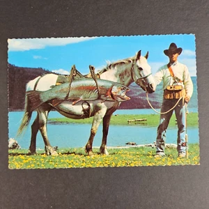 Vtg Petley Continental Postcard -One Of The Medium Size Trout Caught Around Here - Picture 1 of 3