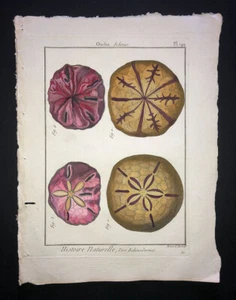 LAMARCK - URCHIN - PLATE 149 - FOLIO - ORIGINAL 18TH CENTURY HC ENGRAVING RARE - Picture 1 of 1