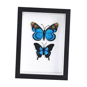 Shadow Box Frame Display Case for Photos,Flowers,Wedding 8x10 Black - Picture 1 of 7