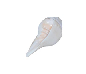 Shankh Pooja Sound Shell Color Blanco Original Soplado Original Indio - Imagen 1 de 4