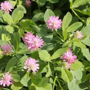 Semilla de trébol persa - Imagen 1 de 1