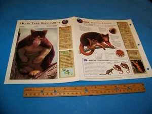 Huon Tree Kangaroo Photo / Information Page Wildlife Explorer 1998 - Picture 1 of 3