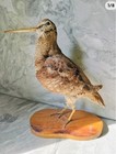 Taxidermie Chasse Trophée,Bécasse Sur Socle,Taxidermied Woodcock Hunting TBEG