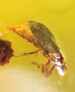 MA129 Ámbar fósil con Escarabajo + insecto de 99 millones años, fósil Cretácico - Imagen 1 de 14
