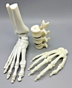 Fuß Hand Wirbelsäule Anatomisches Modell Skelett Halloween - Bild 1 von 13