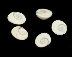 Mix Cabochon 43,30 Ct Shiva Augenmuschel Gomti Chakra Lot Natur Zertifiziert N1194 - Bild 1 von 4