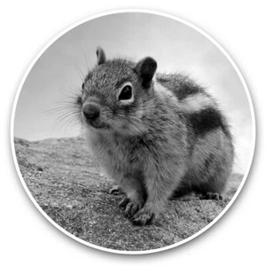 2 x Vinyl Stickers 30cm (bw) - Cheeky Wild Little Chipmunk Rodent #36907 - Afbeelding 1 van 8