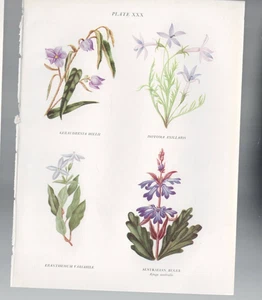 PRINT , AUSTRALIAN BOTANICAL ILLUSTRATION WILDFLOWERS ,AUSTRALIAN BUGLE + - Picture 1 of 1