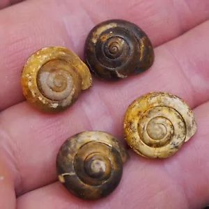 4pcs 17mm Snail Cepaea Rüssingen Formation Bivalve Fossils Mollusks 318 - Picture 1 of 7