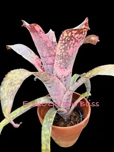 Billbergia BRUDDAH IZ By Liza Vinzant Gorgeous Stunning Rare Bromeliad Plant - Picture 1 of 10