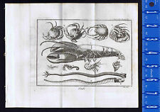 CRABS Etc: Spider Crab-Lobster-Seahorse-Pipe worm-Shrimp- 1737 Pluche Engraving 
