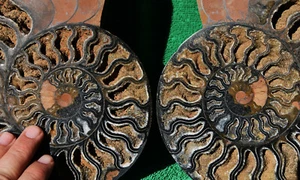 Dinosaur Split PAIR BLACK Ammonite 1 IN 100 XXL 212mm 110myo FOSSIL 8.5" 3797axx - Picture 1 of 9