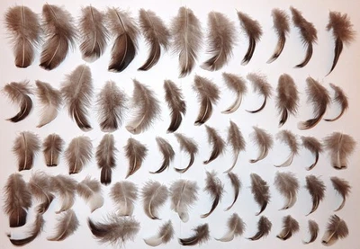 59 Federn Basteln Traumfänger Katzenspielzeug Deko - Bild 1 von 4