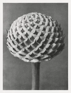 12677.Poster print.Room Wall design.1928 Blossfeldt plant macro art photography - Picture 1 of 1