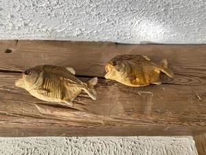 2 Piranhas, Angeln Trophäe Angel-Zimmer-Deko, L 18 cm H 10 cm - Bild 1 von 2