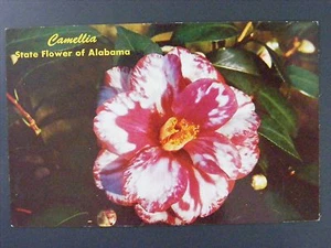Postal vintage cromada color camelia flor estado de Alabama años 60 - Imagen 1 de 2