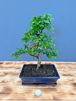 Bonsai chinesische Ulme  Nr. 4936 pflegeleicht Anfänger Baum Geschenkidee - Bild 1 von 2