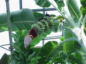 3 Seeds Musa acuminata subsp. acuminata, Banana Tree - Picture 1 of 1
