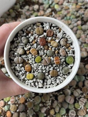 Live Plants|40pcs (0.3-0.4”)Lithops , Living Stone,RANDOMLY Shipment - Image 1 of 4