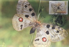 Republic of North Macedonia/Maximum Cards/Insects/Butterfly 