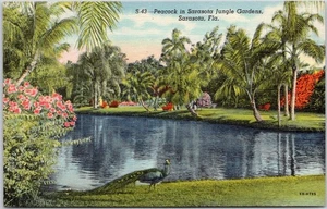 Vintage Linen Postcard Peacock Sarasota Jungle Gardens Florida - Picture 1 of 2