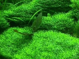 Unterwassergras bewächst Steine Untergrund Wasserpflanzen für das Aquarium Deko - Bild 1 von 2