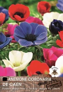 Anemone De Caen Mix Glühbirnen WPC Prins Glühbirnen Pack x15 Kronen/Glühbirnen - Bild 1 von 1