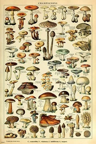 Adolphe Millot Mushroom Varieties French Vintage Poster Home Decor Art Print