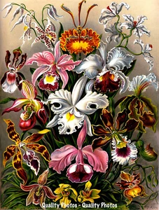 Orquídeas del Mundo 8,5x11" Impresión fotográfica, Haeckel Flor natural Arte vegetal floral - Imagen 1 de 1