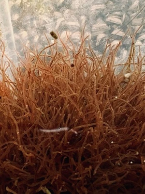 🪱💧 Live BLACKWORMS 100+ Healthy Strand - LIVE FISH FOOD💧🪱 - Image 1 of 4