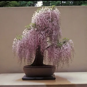 Pink Wisteria Bonsai Tree seeds + simple growing instructions - Picture 1 of 4