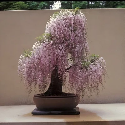 Pink Wisteria Bonsai Tree seeds + simple growing instructions - Image 1 of 4