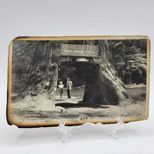 RPPC Chandelier Tree Underwood Park Photo Postcard Eastman Studios - Picture 1 of 2