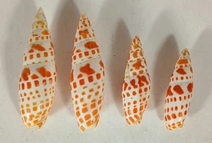 4 Episcopal Miter Shells (Mitra mitra) 3-4" Nautical Decor Beach - Picture 1 of 3