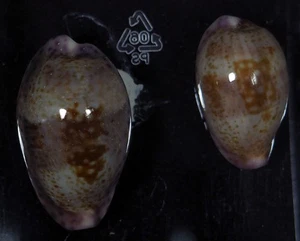 CYPRAEA SANGUINOLENTA TOP PAAR - Bild 1 von 2