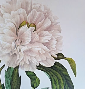 Pierre Joseph Redoute botanische PAEONIA OFFICINALIS Druck Buchplatte 102 - Bild 1 von 2