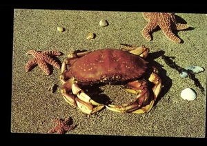 cartolina granchio dell'oceano Pacifico (P-1-G) - Foto 1 di 2