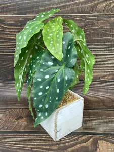 Planta de seda Begonia manchada ala de ángel imitación en maceta de 13" en caja de madera blanca - Home D - Imagen 1 de 5