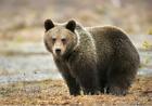 Brown Bear Poster Picture Photo Banner North America Hibernation Grizzly 4598