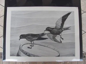 Original Rex Brasher #107 Hand Painted Print Black Petrel #107REX2 DSS - Picture 1 of 1