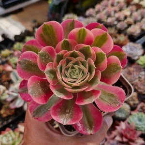 Aeonium "Pink Witch" 8.5 cm. Pot rare Succulent Cactus Echeveria Haworthia - Imagen 1 de 2