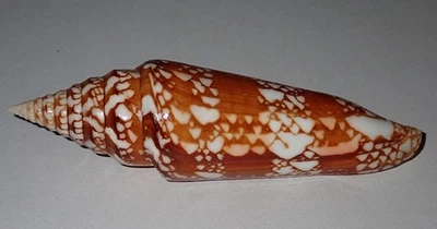 137 mm RARE HUGE Conus Milneedwardsi Cone Seashell #AJ3 From Kerala Island - Image 1 of 4