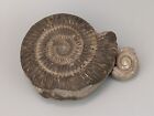 Dactylioceras Commune Ammonite Fossil And Other Small